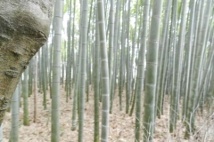 Zona Arashiyama