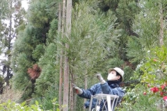 Zona Arashiyama