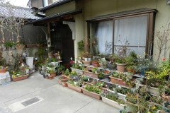 Zona Arashiyama