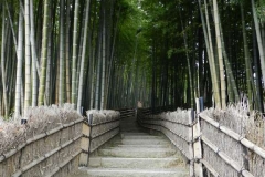 Zona Arashiyama