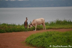 entebbe258
