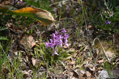 FikardouLazanias00256