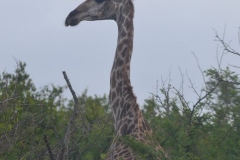Kruger00284