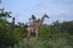 Kruger00304