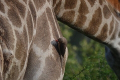 Kruger00345
