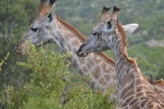 Kruger00354