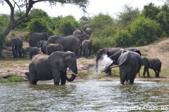 elephanthome573-Copie