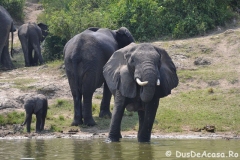 elephanthome586