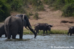 elephanthome609