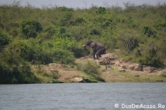 elephanthome690