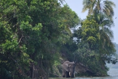 elephanthome698