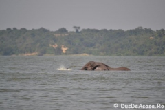 elephanthome702