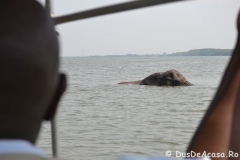 elephanthome725