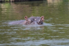 elephanthome639