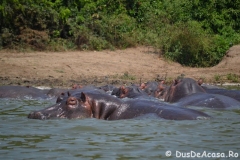 elephanthome760