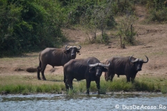 elephanthome624