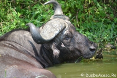 elephanthome841