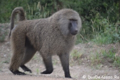 elephanthome284