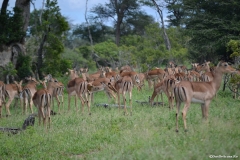 AfricaS00123