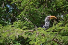 AfricaS00148