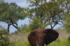 AfricaS00164