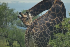 AfricaS00192