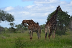 AfricaS00200