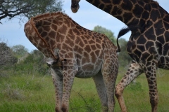 AfricaS00210