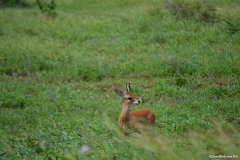 AfricaS00229