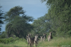 AfricaS00289