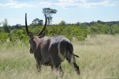 AfricaS00295