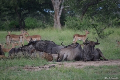 AfricaS00323