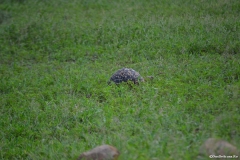 AfricaS00328