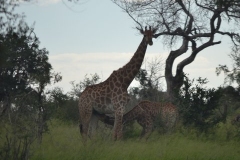 AfricaS00368