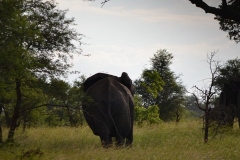 AfricaS00399