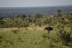 AfricaS00411
