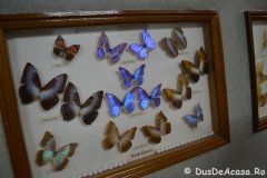 Malaezia