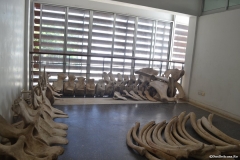 Tanzania300162