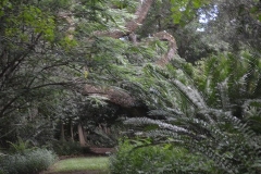 AfricaS00484