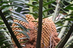 Kruger00265