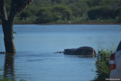 Kruger00736