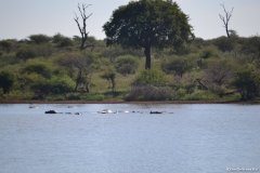 Kruger00785