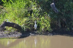 Kruger00837