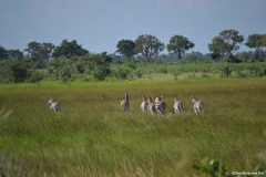 Okavango00488