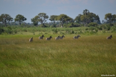 Okavango00493