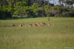 Okavango00724