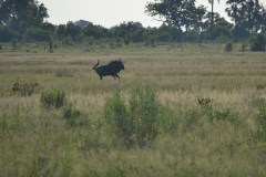 Okavango00810