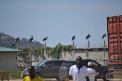 Tanzania300037