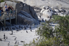 Cape-Town00359