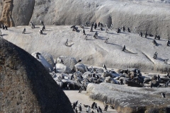 Cape-Town00363